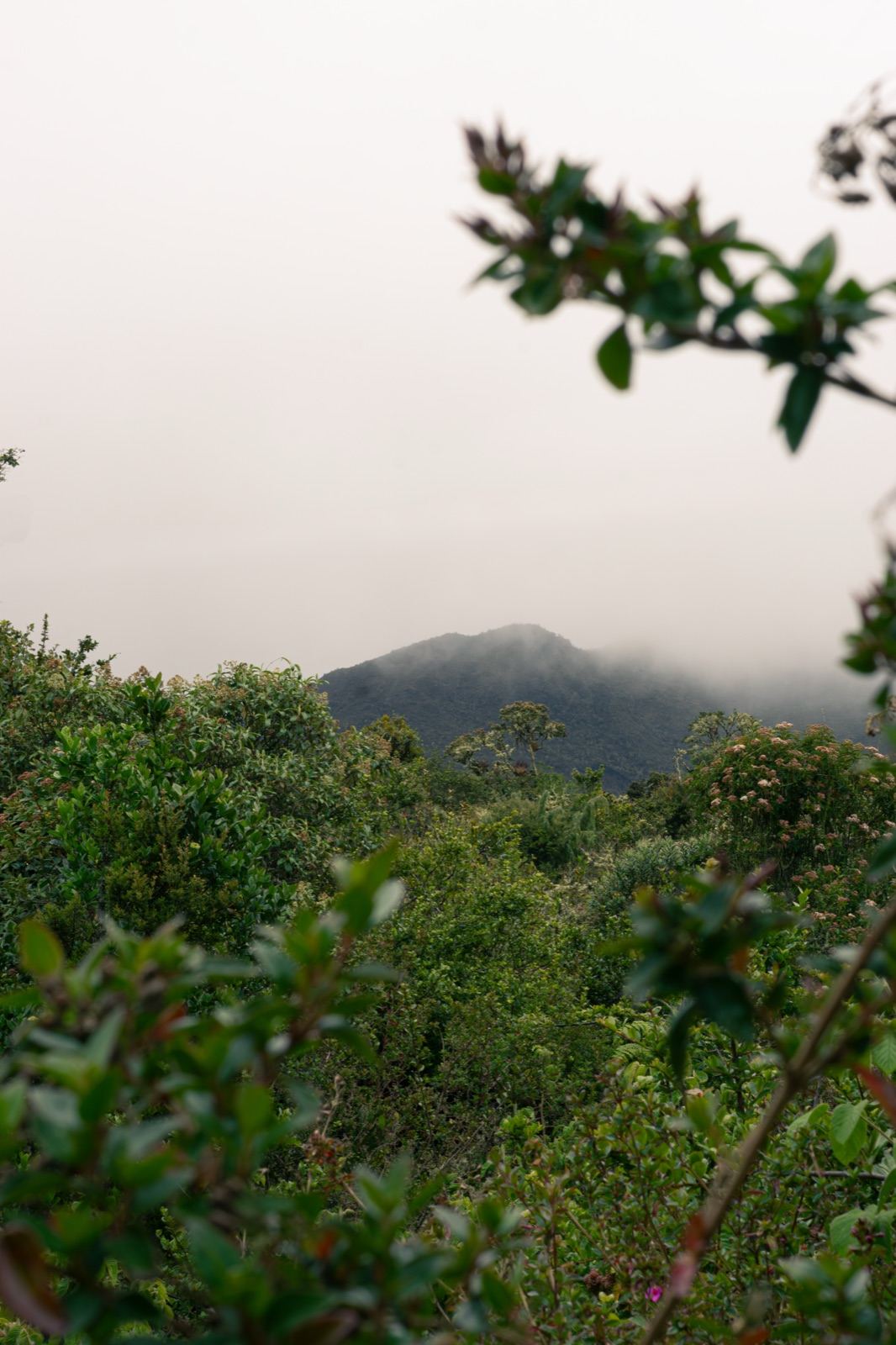 Montaña del páramo de Guasca cubierta de niebla, vista entre la vegetación de alta montaña