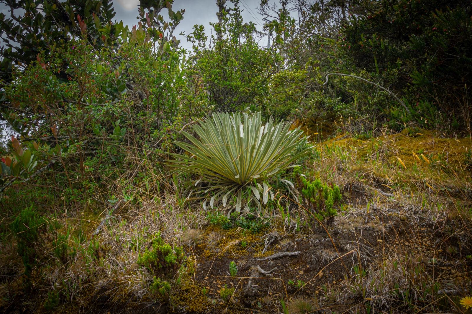 Frailejón adulto rodeado de arbustos y musgo en el páramo de Guasca