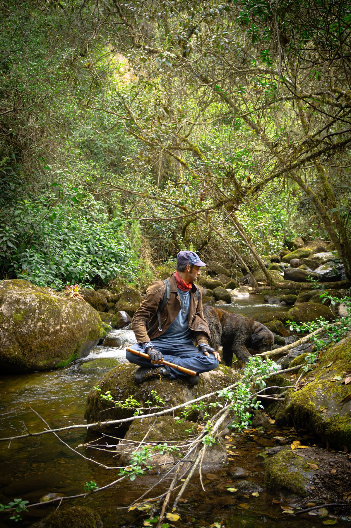 Sendero de bosque de niebla — actividad de meditación y bienestar