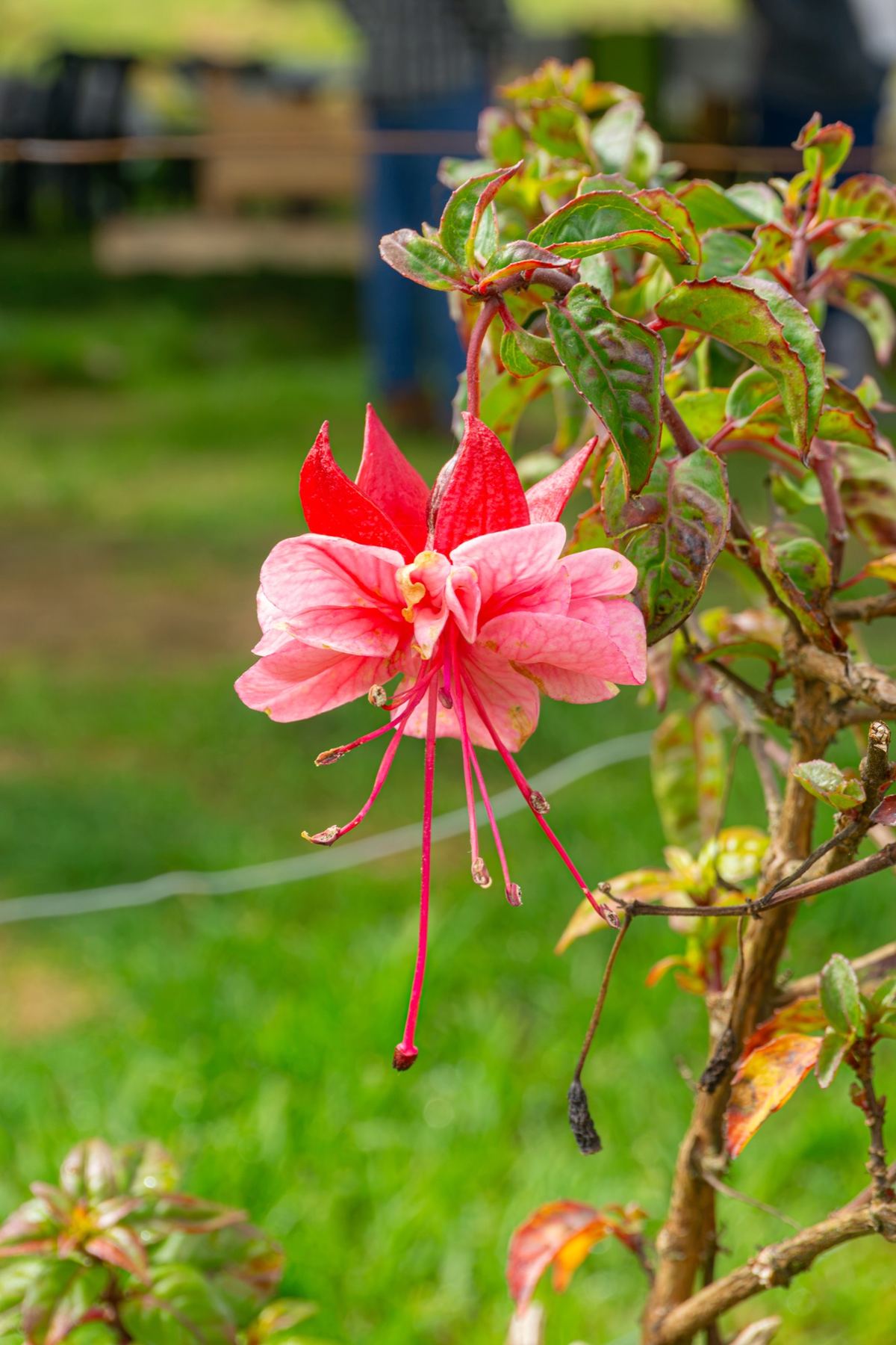 Flor de fucsia del páramo — actividad de fotografía de flora y fauna