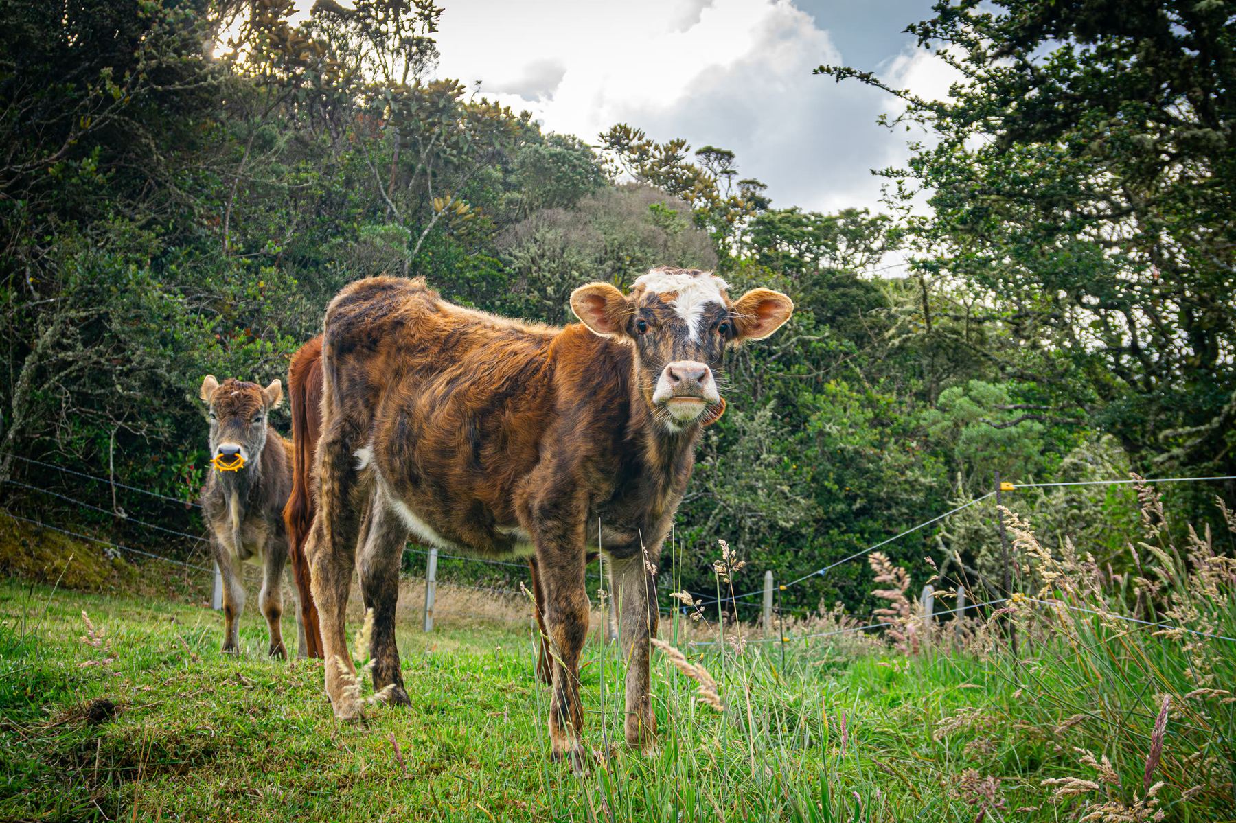 Terneros en los potreros de la reserva Renasie